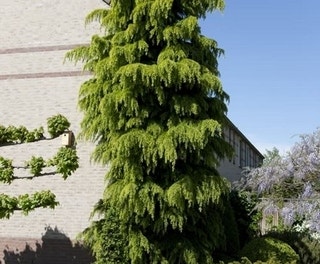 Himalayazeder (Cedrus deodara)