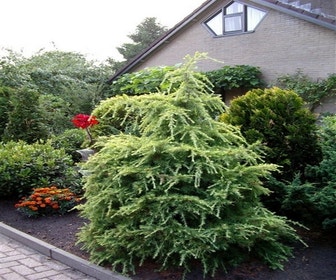 Gelbe Himalayazeder (Cedrus deodara 'Aurea')