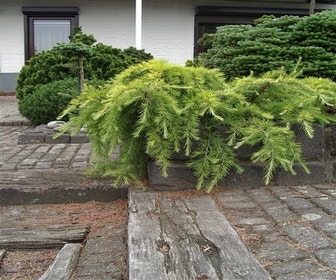 Zeder (Cedrus deodara 'Golden Horizon')