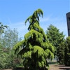 Trauerzeder (Cedrus deodara 'Pendula')