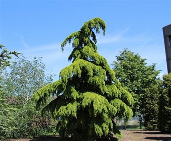 Trauerzeder (Cedrus deodara 'Pendula')
