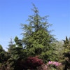 Libanon-Zeder (Cedrus libani)