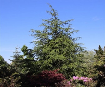 Libanon-Zeder (Cedrus libani)