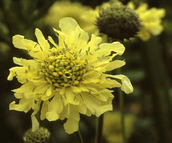 Gelbe Scabiosa (Cephalaria gigantea)