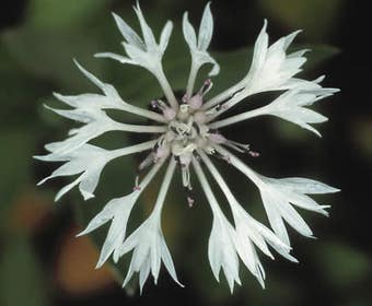 Kornblume (Centaurea montana 'Alba')