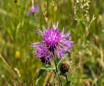 Knopfkraut (Centaurea jacea)