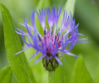 Kornblume (Centaurea montana)
