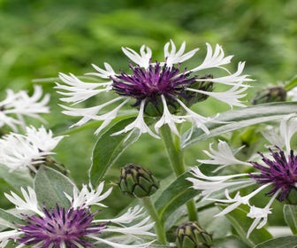 Kornblume (Centaurea montana 'Amethyst in Snow')