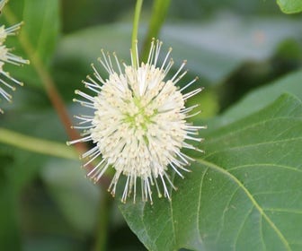 Kugelblume (Cephalanthus occidentalis)
