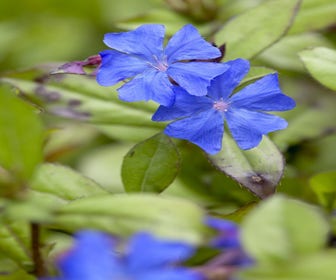 Bleikraut (Ceratostigma plumbaginoides)