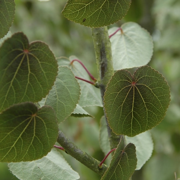 Katsura als Strauch (Cercidiphyllum japonicum)