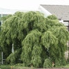 Katsura (Cercidiphyllum japonicum 'Pendulum')