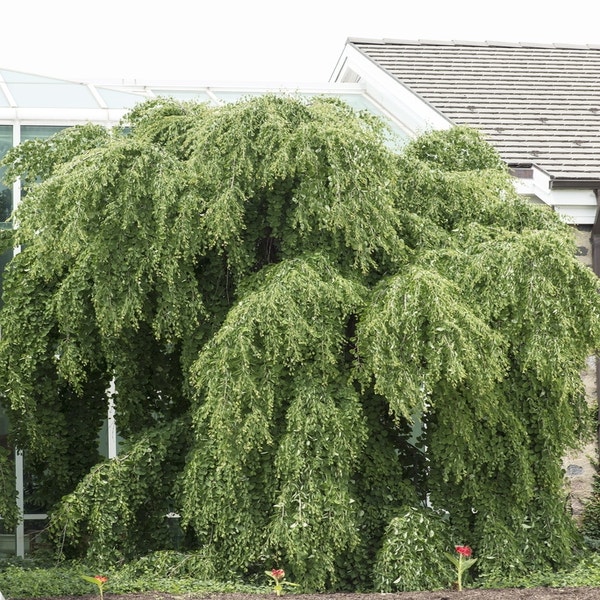 Katsura (Cercidiphyllum japonicum 'Pendulum')