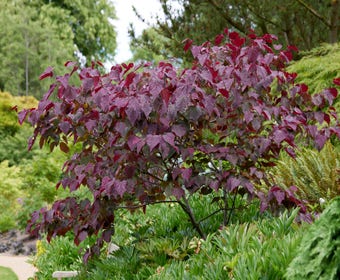 Judasbaum als Strauch (Cercis canadensis 'Forest Pansy')