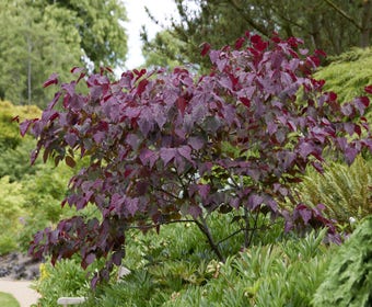 Mehrstämmige Judasbaum (Cercis canadensis 'Forest Pansy')