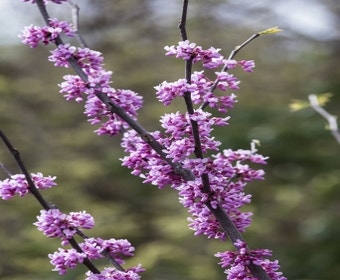 Judasbaum als Strauch (Cercis canadensis)