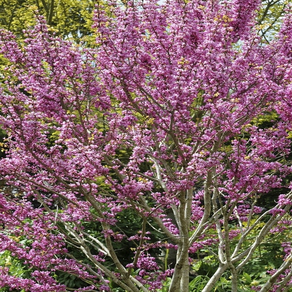 Chinesischer Judasbaum (Cercis chinensis 'Avondale')