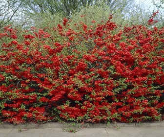Japanische Quitte (Chaenomeles superba 'Texas Scarlet')