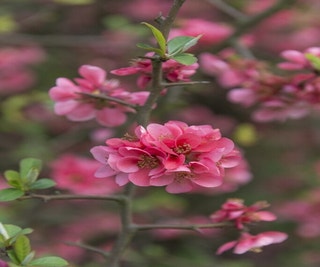 Japanische Quitte (Chaenomeles superba 'Pink Lady')
