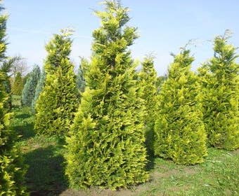Gelbe Heckenkonifere (Chamaecyparis lawsoniana 'Ivonne')