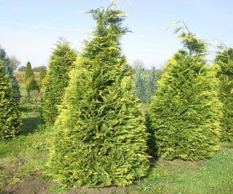 Gelbe Heckenkonifere (Chamaecyparis lawsoniana 'Stardust')