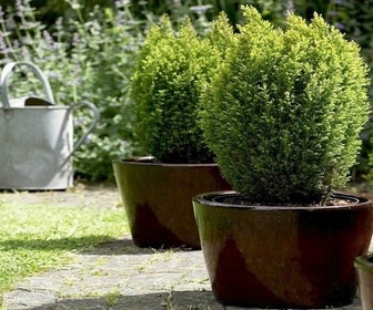 Zypressen (Chamaecyparis lawsoniana 'Ellwood's Gold')
