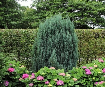 Zypressen (Chamaecyparis lawsoniana 'Ellwoodii')