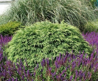 Zwergzypresse (Chamaecyparis lawsoniana 'Globosa')