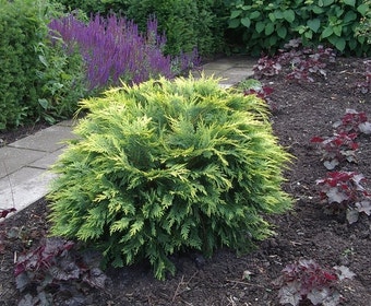 Gelbe Zwergzypresse (Chamaecyparis lawsoniana 'Sunkist')