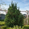 Zwergzypresse (Chamaecyparis lawsoniana 'Wisselii')