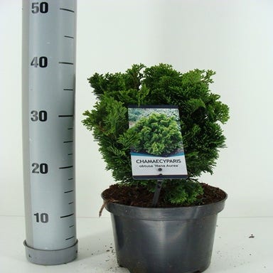 Gele Nana (Chamaecyparis obtusa 'Nana Aurea') 20-25 cm C3