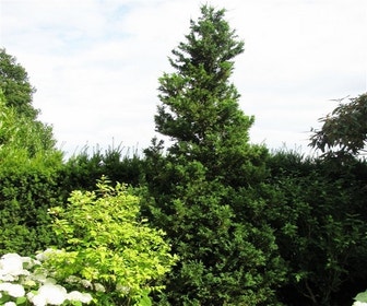 Hinoki-Zypresse (Chamaecyparis obtusa 'Draht')