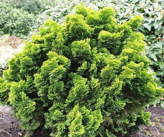 Gelbe Zwergkonifere (Chamaecyparis obtusa 'Nana Aurea')