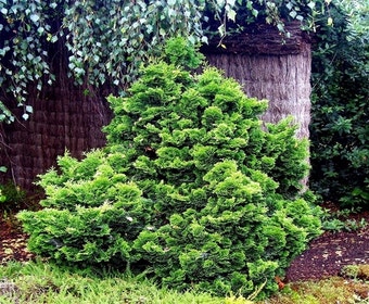 Zwergzypresse (Chamaecyparis obtusa 'Nana Gracilis')