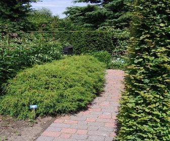 Zypressen (Chamaecyparis pisifera 'Filifera Nana')