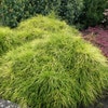 Zwergzypresse (Chamaecyparis pisifera 'Sungold')