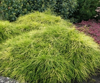 Zwergzypresse (Chamaecyparis pisifera 'Sungold')