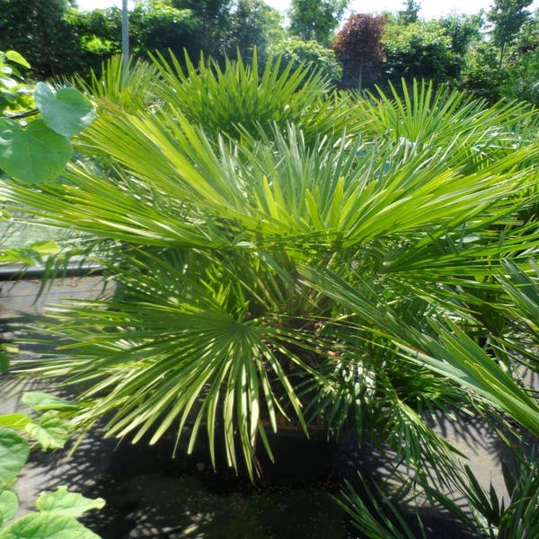 Chamaerops humilis 100-125 cm