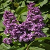 Flieder (Syringa vulgaris 'Charles Joly')