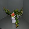 Zwergquitte (Chaenomeles speciosa 'Orange Storm')
