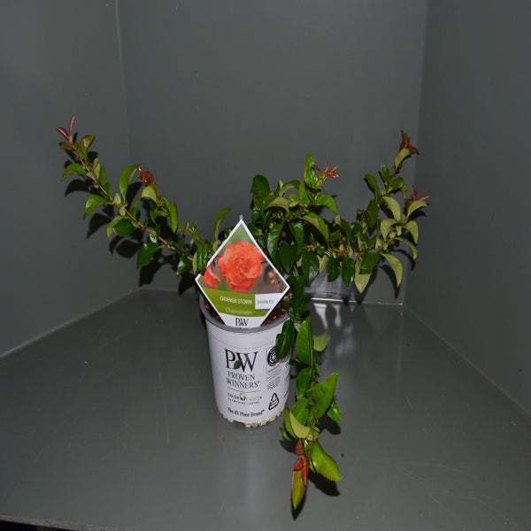 Zwergquitte (Chaenomeles speciosa 'Orange Storm')