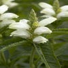 Schildkrötenblume (Chelone obliqua 'Alba')