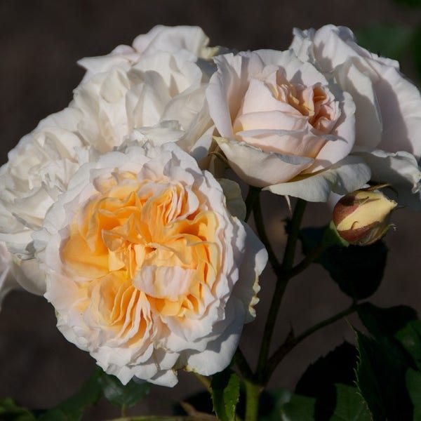 Strauchrose (Rosa 'Fisser Chiardina')