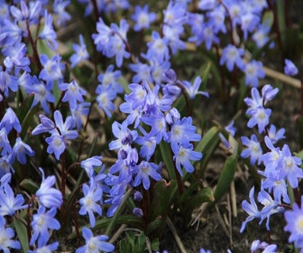 Schneeglanz (Chionodoxa forbesii 'Blue Giant')