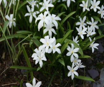 Schneeglöckchen (Chionodoxa luciliae 'Alba')
