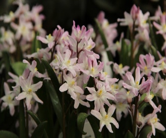 Schneeglanz (Chionodoxa forbesii 'Pink Giant')