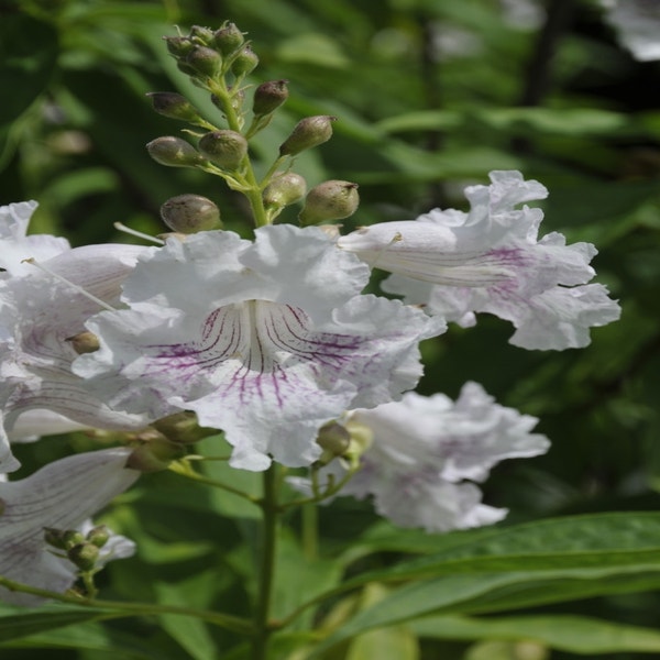 Boomoleander op stam (Chitalpa tashkentensis 'Summer Bells')