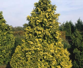 Zypressen (Chamaecyparis lawsoniana 'Golden Wonder')