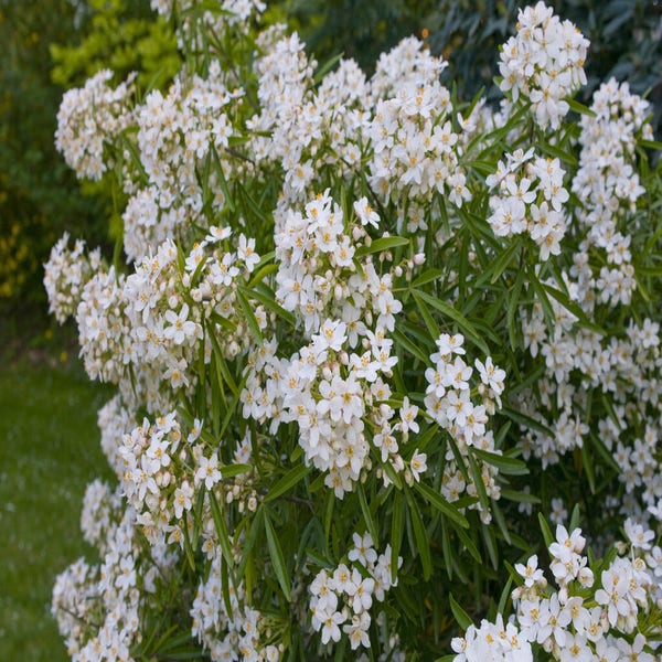 Choisya 'Aztec Pearl' (mexicaanse oranjebloesem)