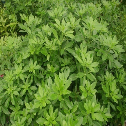 Choisya ternata - blijft groen in de winter